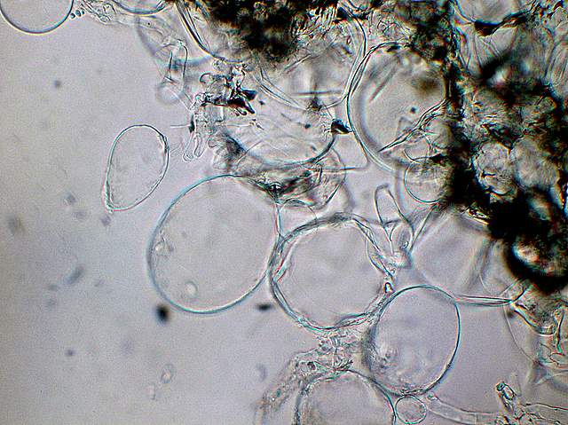 Amanita spec. Cod.: 8509-08